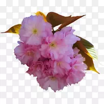 樱桃花粉红色m圣.au.150分钟v.unc.nr和草本植物-樱花