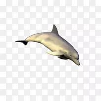 条纹海豚普通宽吻海豚短喙普通海豚图库溪粗齿海豚-ku