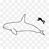 海洋-鲸鱼