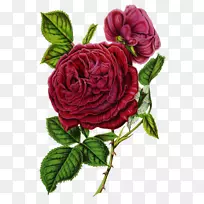花园玫瑰帆布印花花卉设计