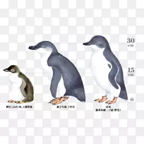 南极帝企鹅洪堡企鹅-小企鹅