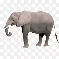 印度象，非洲灌木象，象牙，大象，野生动物-马