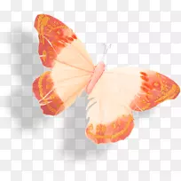 蝴蝶蛾昆虫剪贴画-蝴蝶