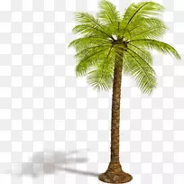 亚洲棕榈科乔木