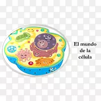 植物细胞Cèl·Lula eucariota细胞器有机体-Celula