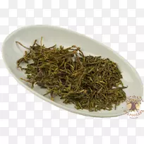尼尔吉里茶白茶甸红茶树-茶