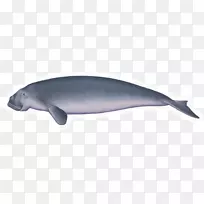常见宽吻海豚图库溪江豚鲸类海洋生物-杜公