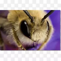 蜜蜂特写鼻蜂