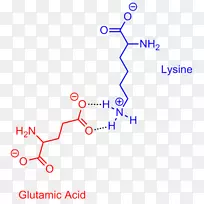 盐桥谷氨酸赖氨酸盐