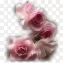 花园玫瑰花粉红色花