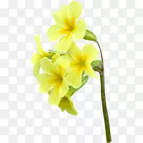 切花玫瑰花瓣