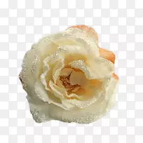 花园玫瑰婚礼提供切花花瓣玫瑰