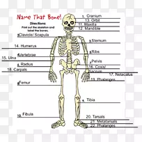 人类骨骼智人骨静水压骨骼-骨骼