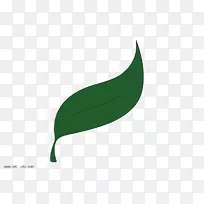 叶植物茎