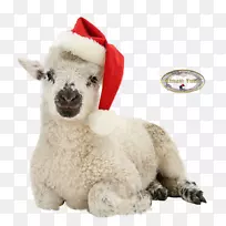 羊驼毛绒动物&可爱的玩具鼻子-羊