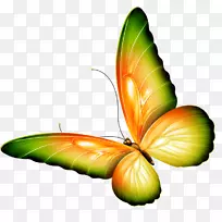 毛茸茸的蝴蝶-华莱尔·恩瓦肯玛的美丽花园诗-蝴蝶剪贴画-蝴蝶