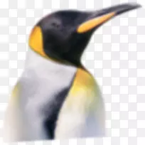 王企鹅颈嘴企鹅