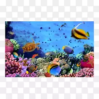 红海珊瑚礁鱼-埃及