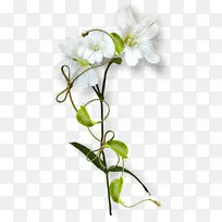 飞蛾兰切花花卉设计植物茎花