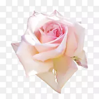 花园玫瑰静物：粉红色玫瑰花卉图案