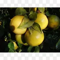 柠檬佛手柑橙雷吉奥卡拉布里亚朗格普尔柠檬