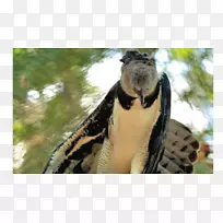 野生动物毛皮颈喙