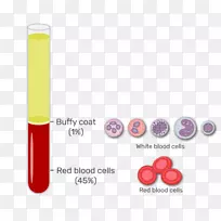 白毛红细胞白血球