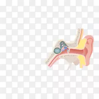 咽鼓管耳解剖喉耳
