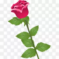 花园玫瑰，卷心菜，玫瑰花，花瓣剪贴画