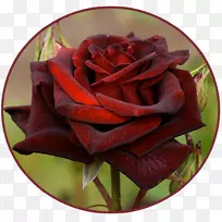 黑玫瑰蓝玫瑰花园玫瑰-花