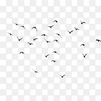 鸟类剪贴画-鸟