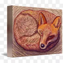 红狐狸鼻子-狐狸睡觉