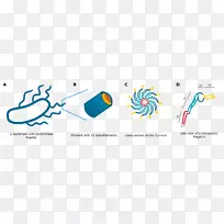 鞭毛黑曲霉-其它细菌