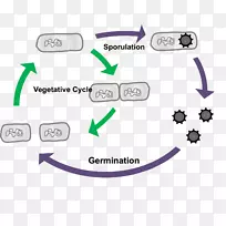 细菌孢子发生、产孢、萌发