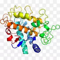 蛋白质结构抗菌肽.科学