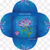 蜘蛛花种子授粉-花
