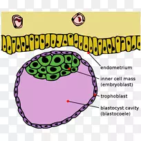 滋养细胞内细胞团囊胚桑椹胚