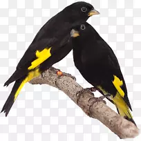 鸟类常见的黑皮、亚欧海桑皮、红色西皮-鸟