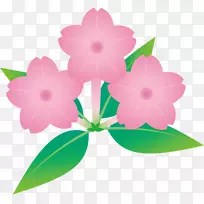 粉红m花植物rtv粉红色植物