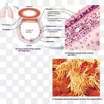呼吸系统气管解剖功能生理学鼻