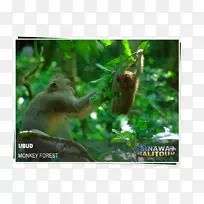 乌布猴森林猕猴巴东特加尔酒店旅游巴龙巴厘岛