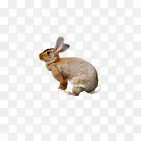 国内兔区系新英格兰棉兔