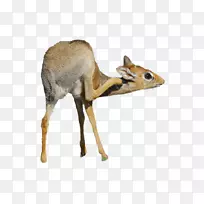 羚羊白尾鹿-动物