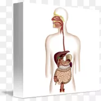 消化系统消化胃肠道解剖艺术消化系统