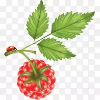 红树莓，食物-覆盆子