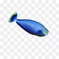 沙丁鱼珊瑚礁鱼海洋生物-鱼类