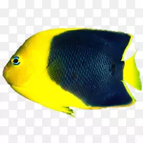 热带鱼水族馆-鱼类