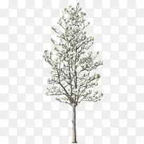 木本植物枝条树(Livistona Chinensiswoody)