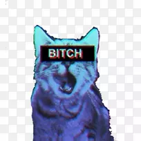 小猫喵猫