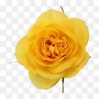 花园玫瑰黄色卷心菜玫瑰花粉红色水彩玫瑰